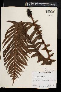 Blechnum brasiliense image