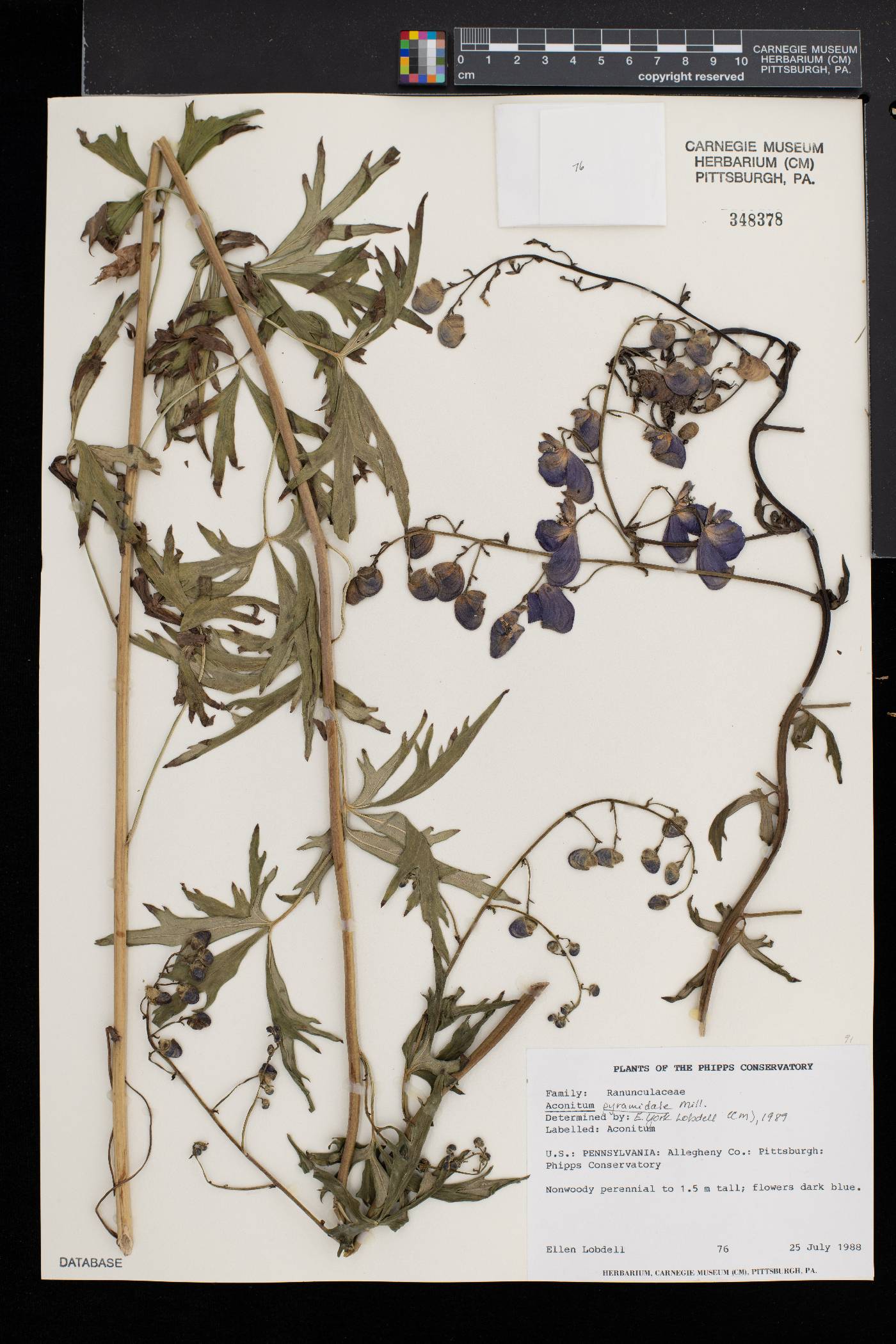 Aconitum napellus subsp. napellus image