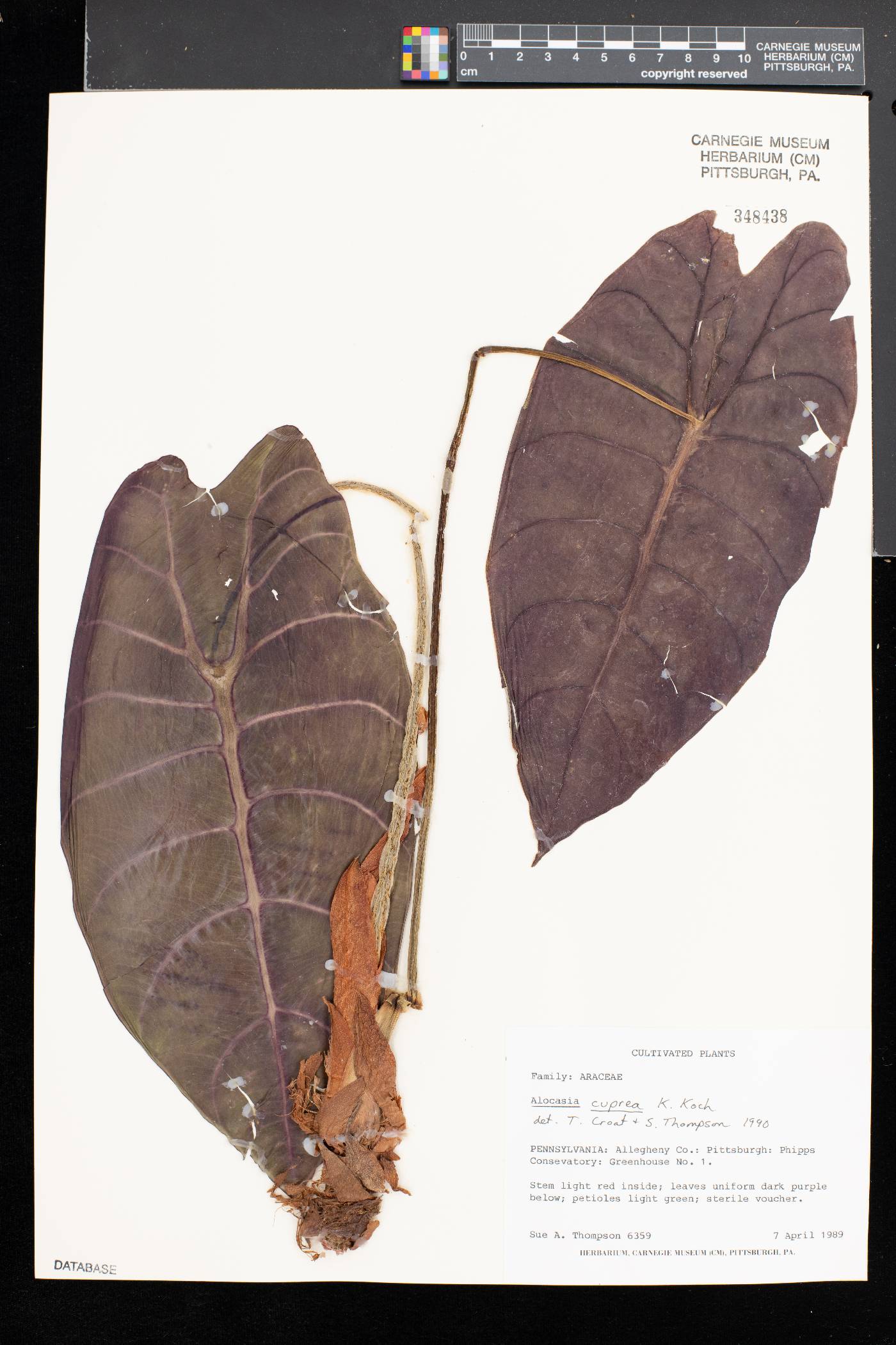 Alocasia cuprea image