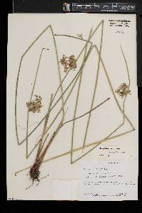 Juncus pylaei image