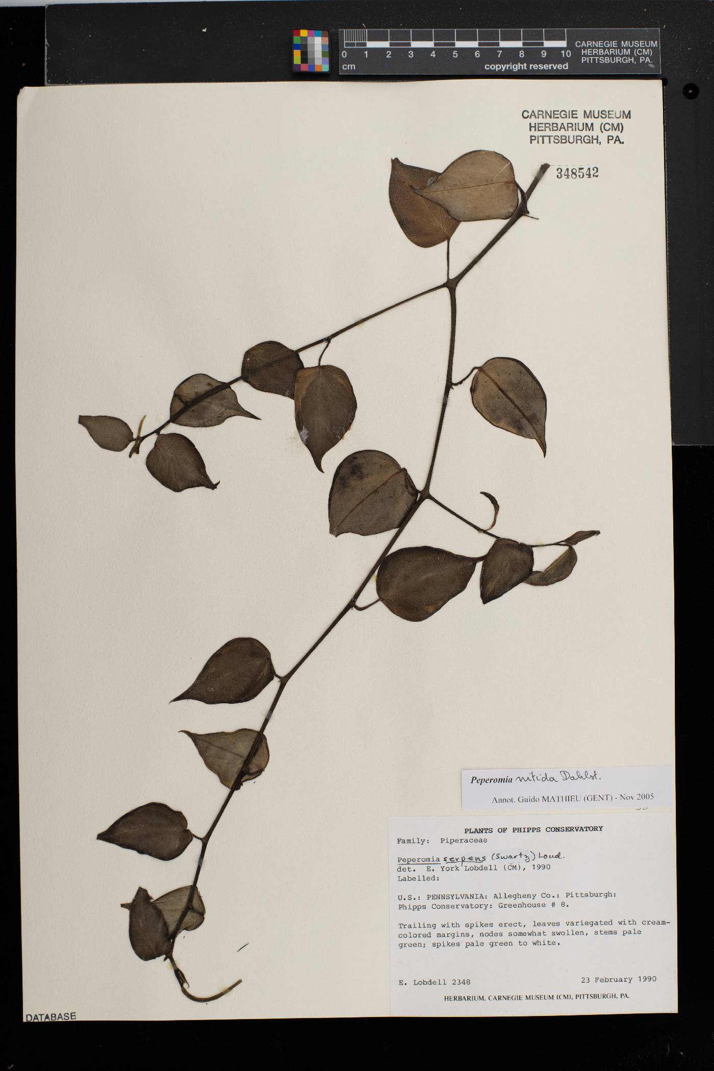 Peperomia nitida image