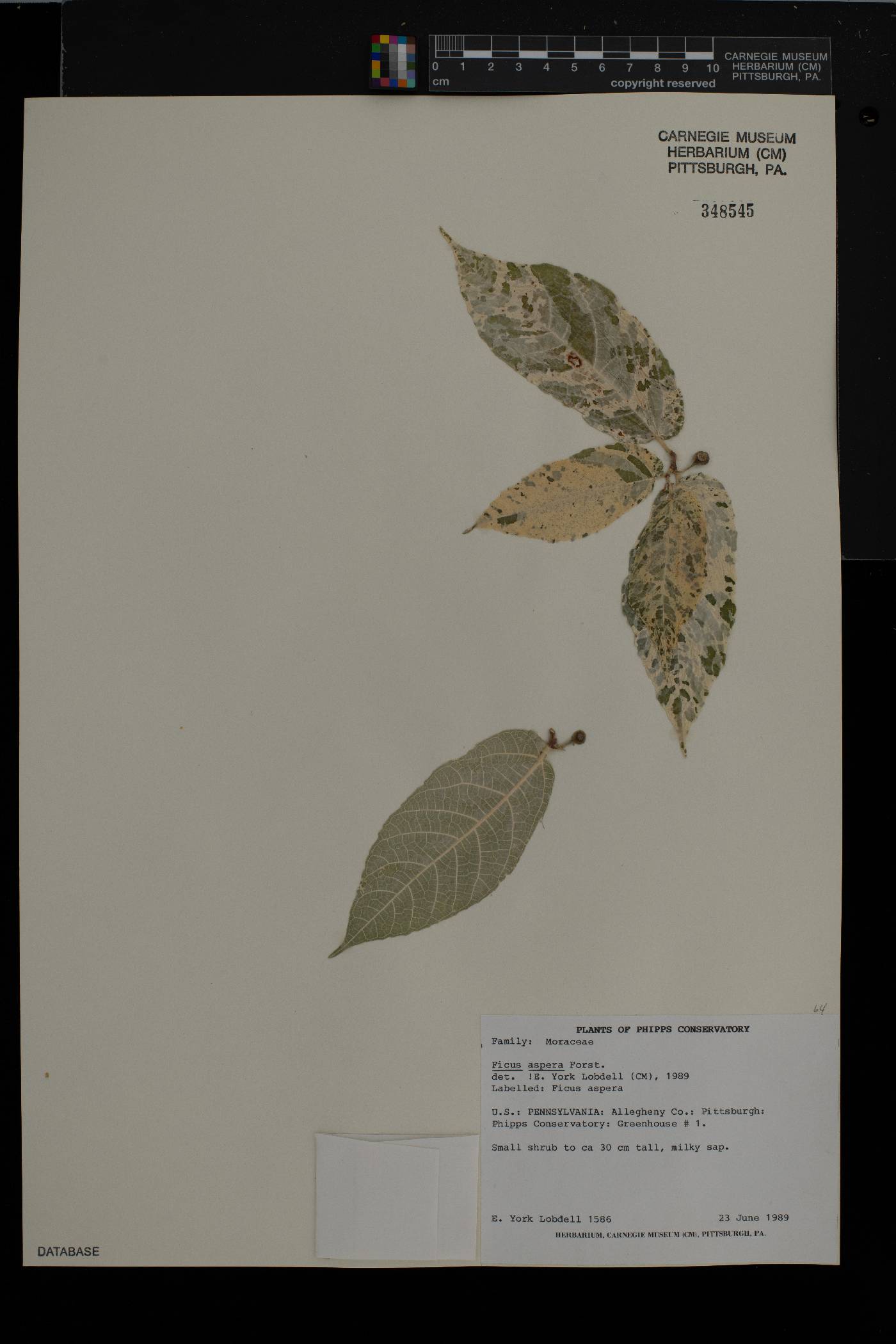 Ficus aspera image