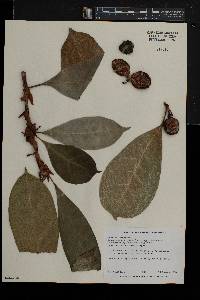 Image of Ficus cyathistipula