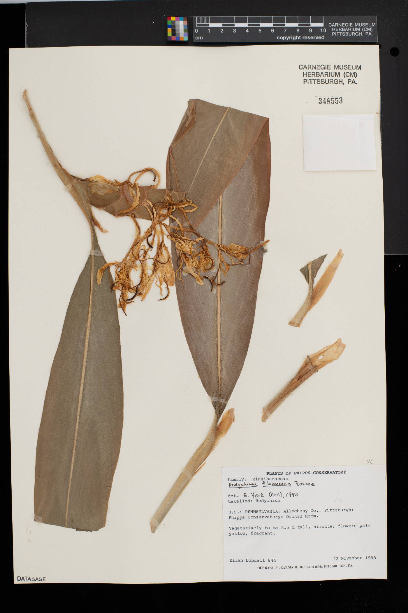 Hedychium flavescens image