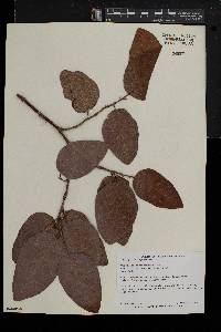 Coccoloba diversifolia image