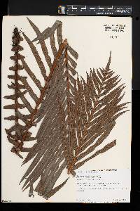 Blechnum brasiliense image