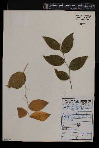 Behnia reticulata image