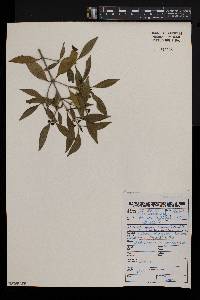 Coptosperma supra-axillare image