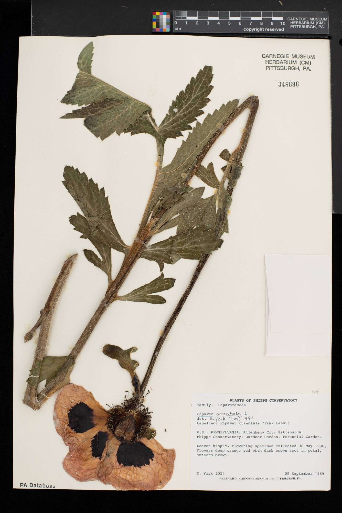 Papaver orientale image