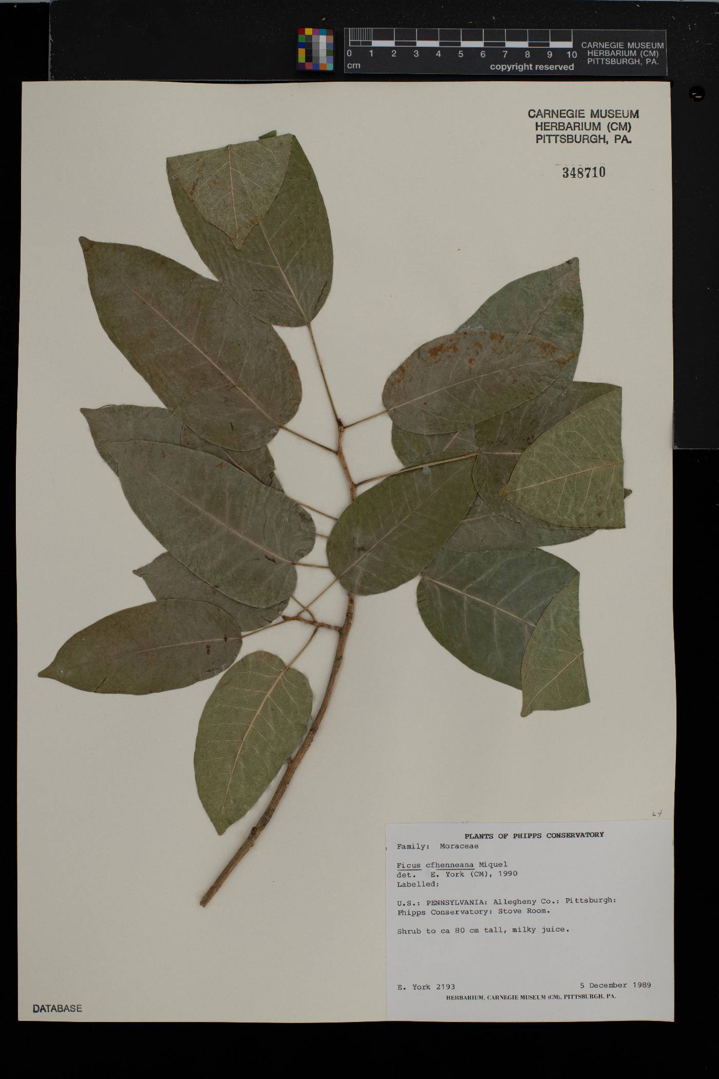 Ficus henneana image