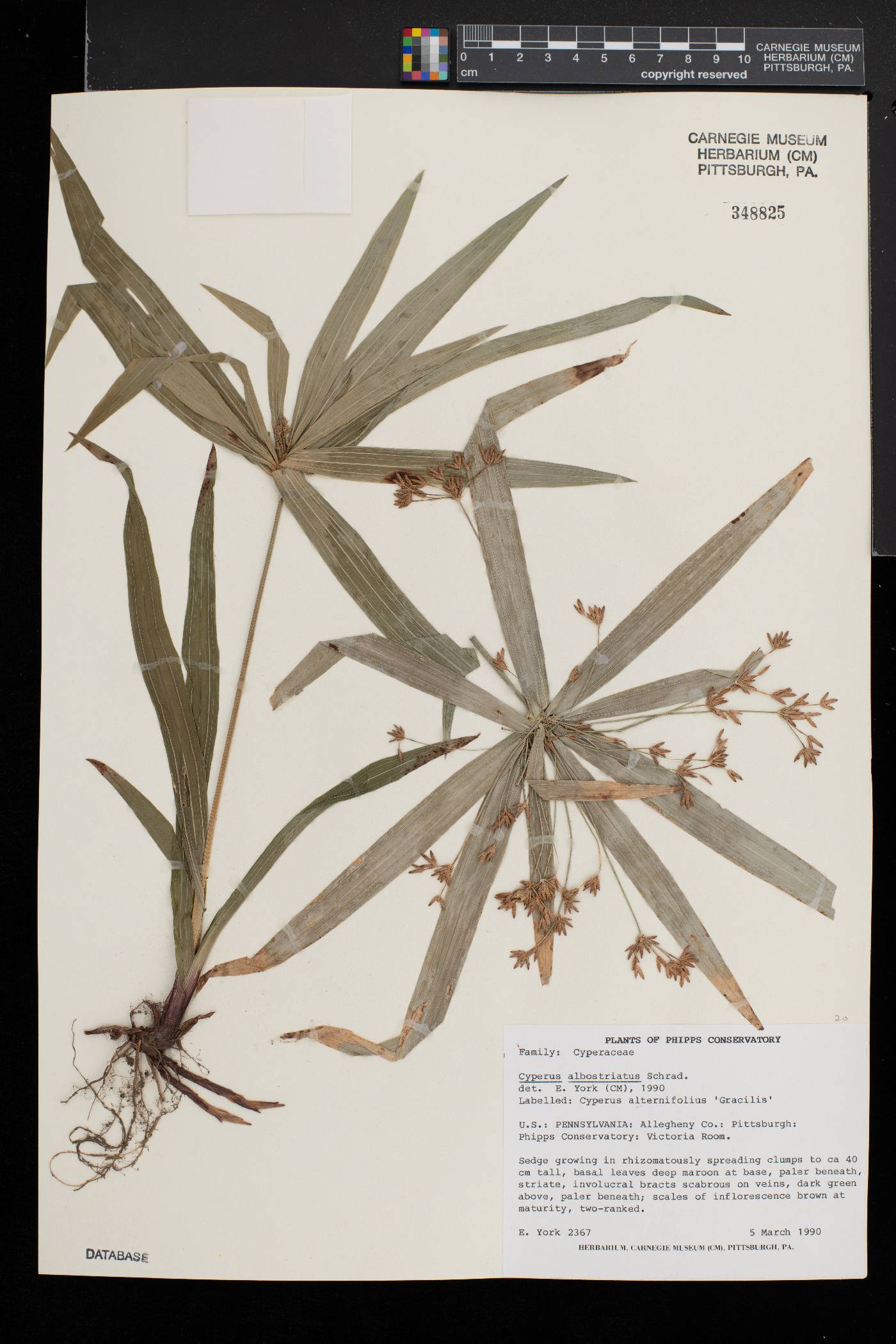 Cyperus albostriatus image