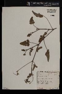 Pelargonium candicans image