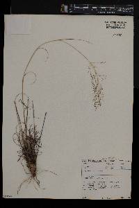 Eragrostis stapfii image