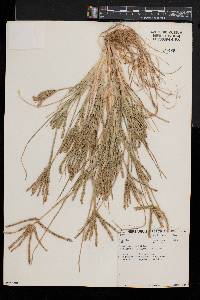 Eleusine africana image
