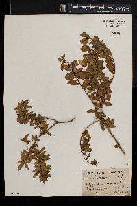 Polygala myrtifolia image