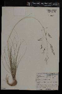 Eragrostis curvula image