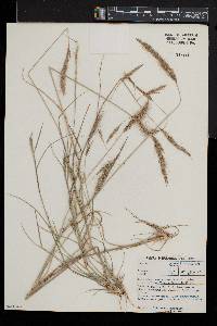 Aristida barbicollis image