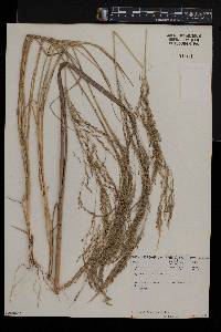 Eragrostis tef image