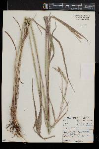 Andropogon gayanus image