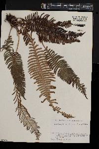 Blechnum nipponicum image