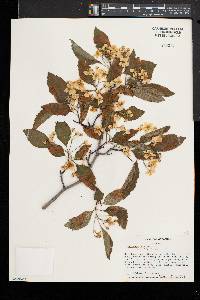 Crataegus viridis image