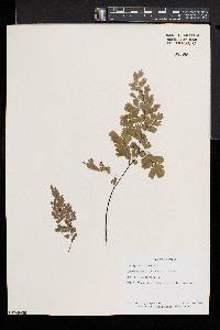 Adiantum capillus-veneris image