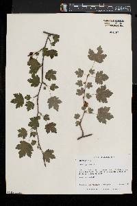 Ribes cynosbati image