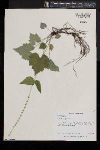 Mitella diphylla image