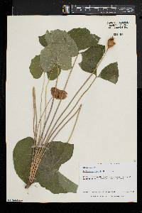 Jeffersonia diphylla image