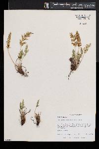 Cryptogramma acrostichoides image