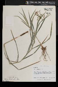 Scirpus polyphyllus image