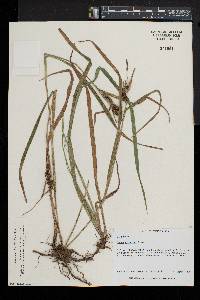 Carex scabrata image