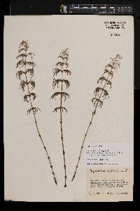 Equisetum sylvaticum image