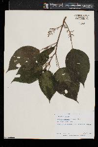 Laportea canadensis image