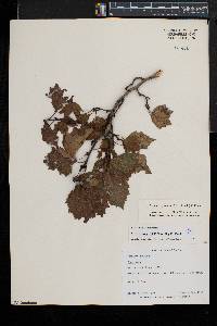 Crataegus pruinosa image