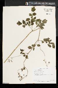 Thalictrum pubescens image