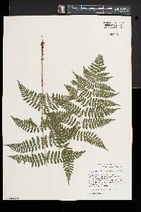 Dryopteris × triploidea image