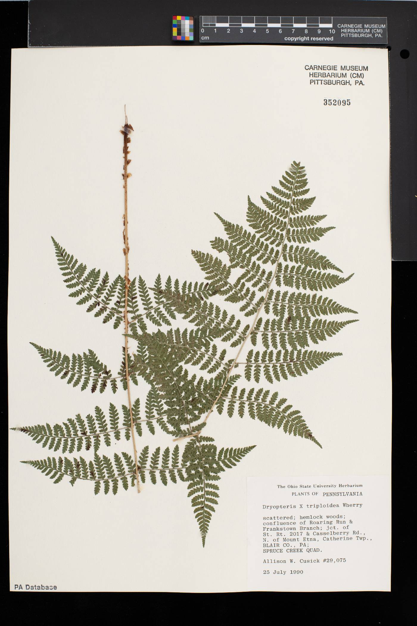 Dryopteris × triploidea image