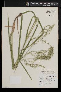 Glyceria canadensis image