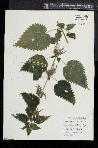 Urtica dioica image