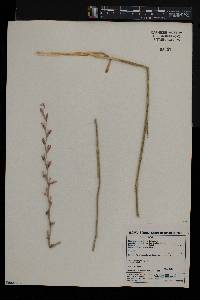 Gladiolus permeabilis subsp. edulis image