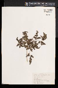 Lygodium japonicum image