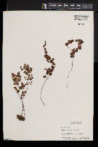 Adiantum capillus-veneris image