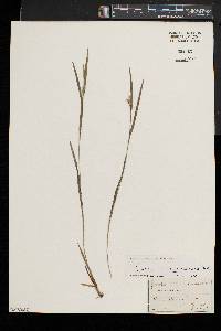 Carex hitchcockiana image