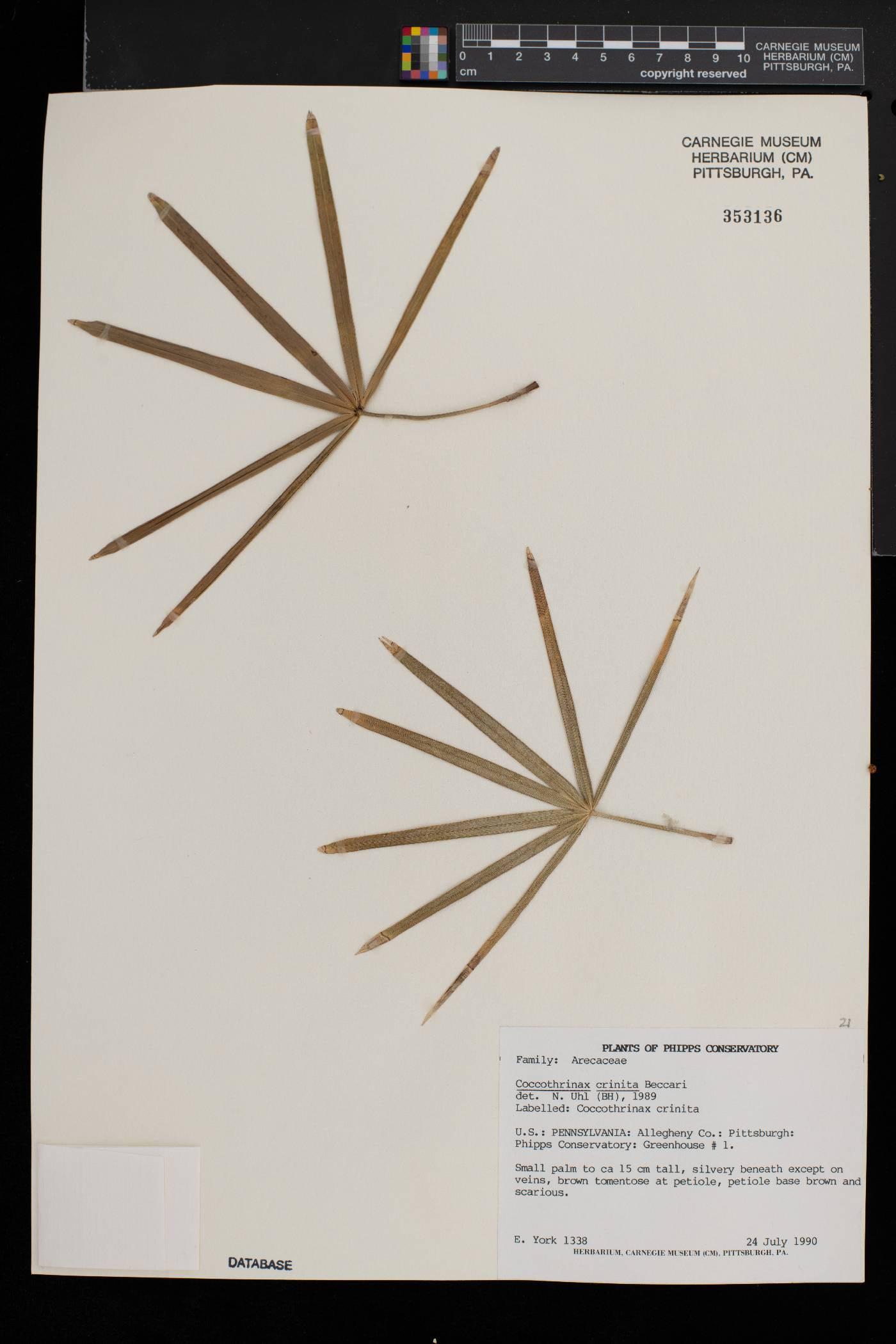 Coccothrinax crinita image