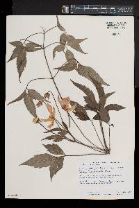 Clematis montana subsp. montana image