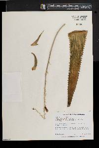 Image of Aloe saponaria