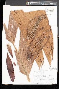 Image of Pinanga coronata