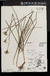 Allium tuberosum image