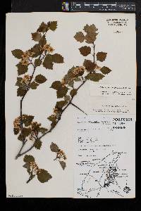 Crataegus pruinosa image